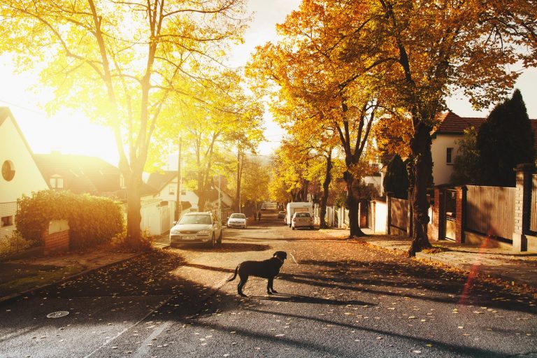 a dog walking on a street