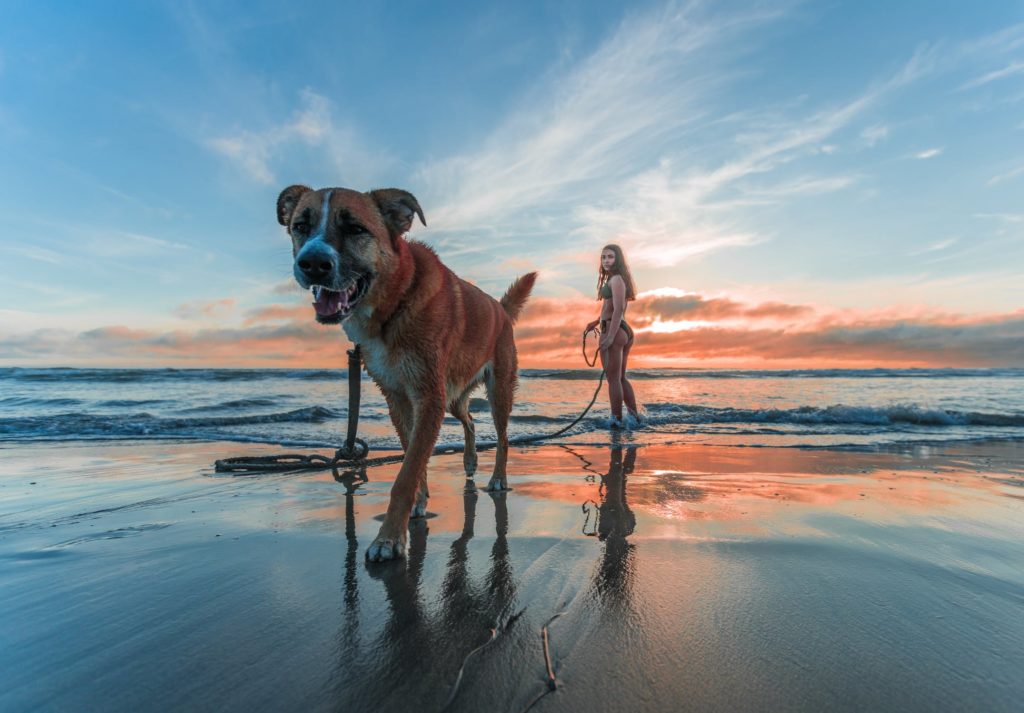 a dog walking on a beach