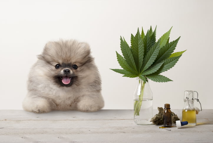 a dog with a plant in its mouth