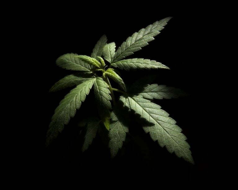 a green leaf on a black background