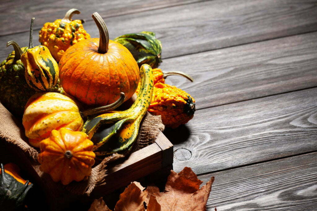 Various colorful squashes and pumpkins